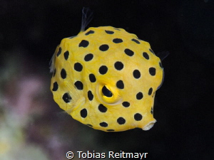 Juvenile Yellow Boxfish, Koh Doc Mai by Tobias Reitmayr 